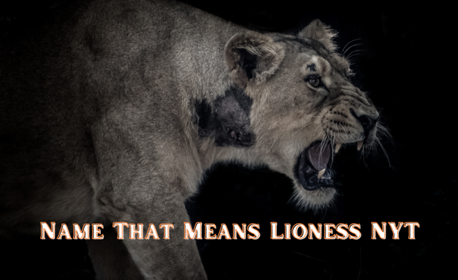 A Complete Understanding Of Name That Means Lioness NYT