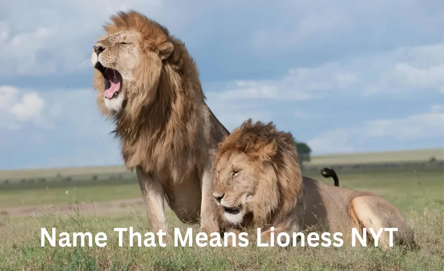 A Complete Understanding Of Name That Means Lioness NYT