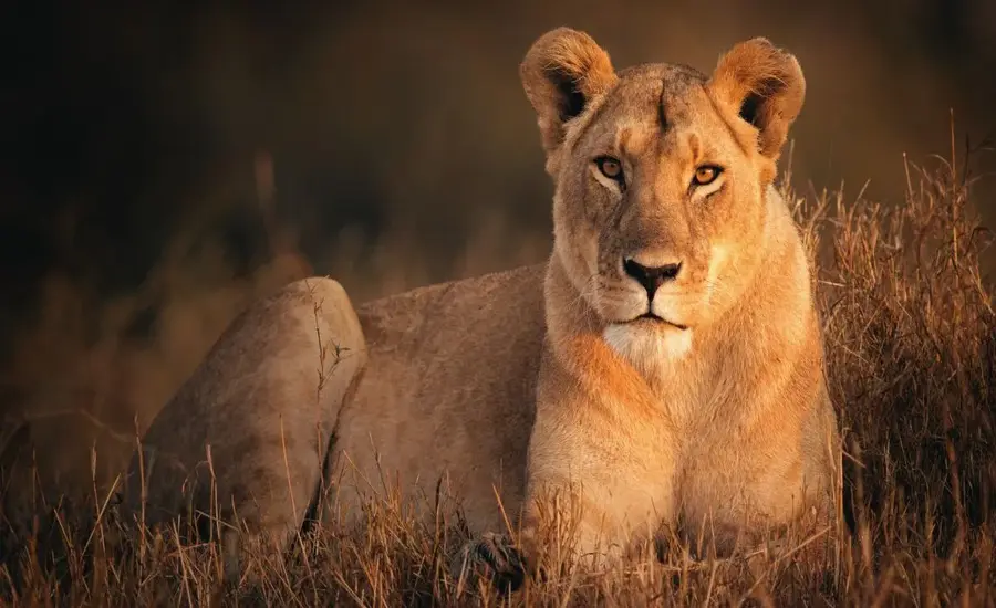 A Complete Understanding Of Name That Means Lioness NYT