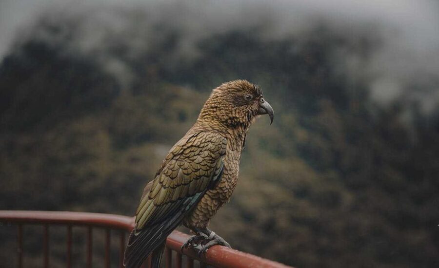 The Hancock Bird-A Symbol of Nature and Culture