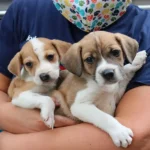 175 Dogs Rescued from Hoarders in Slidell, Mississippi (2011)