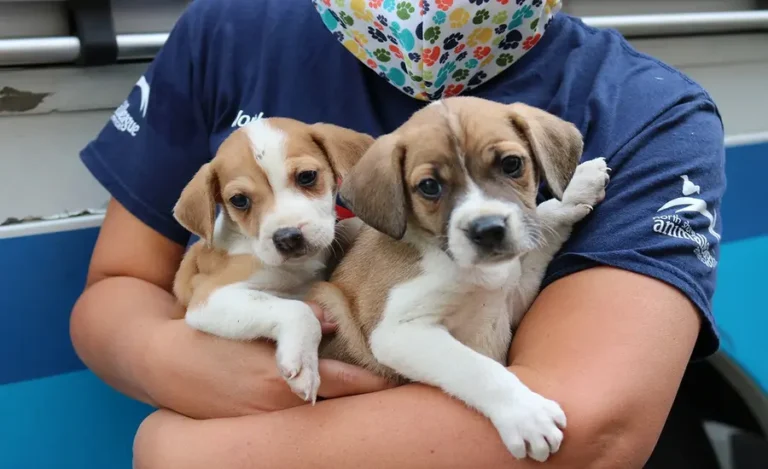 175 Dogs Rescued from Hoarders in Slidell, Mississippi (2011)
