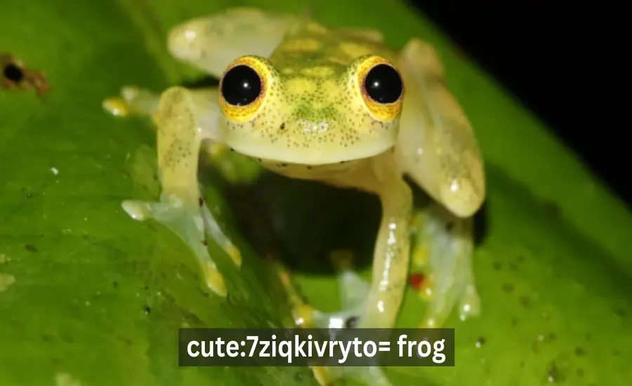 Cute7ziqkivryto= Frog Adorable Amphibians Winning Hearts