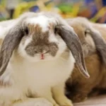 Cuteetn3kgmaeay= bunny A Comprehensive Guide