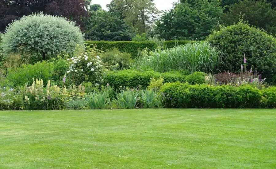 The Art of Creating a Lush Lawn Tips and Techniques for Every Homeownerner