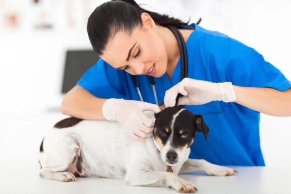 Key Strategies for Maintaining Your Pet’s Overall Health and Vitality